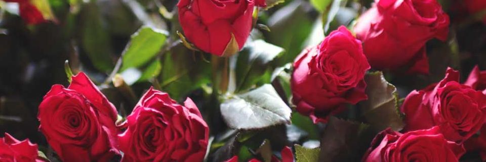 perishables roses